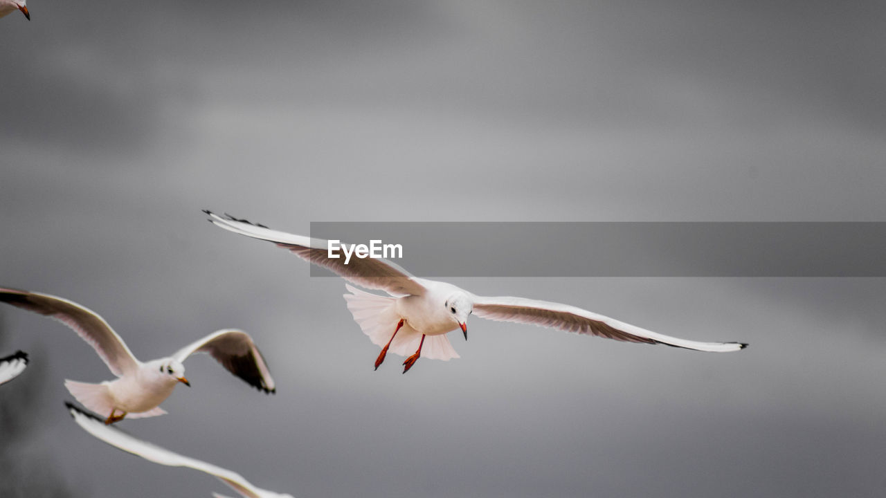 Low angle view of seagulls flying