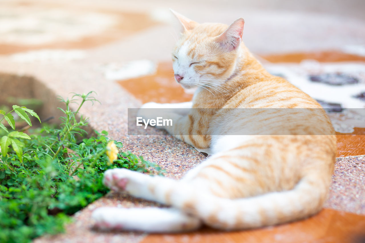White and orange cat take a rest on the floor.