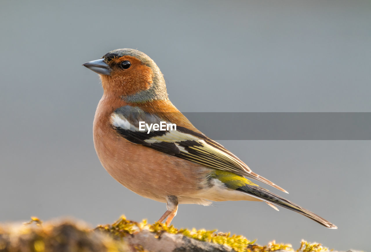 Close-up of bird perching on grassy field