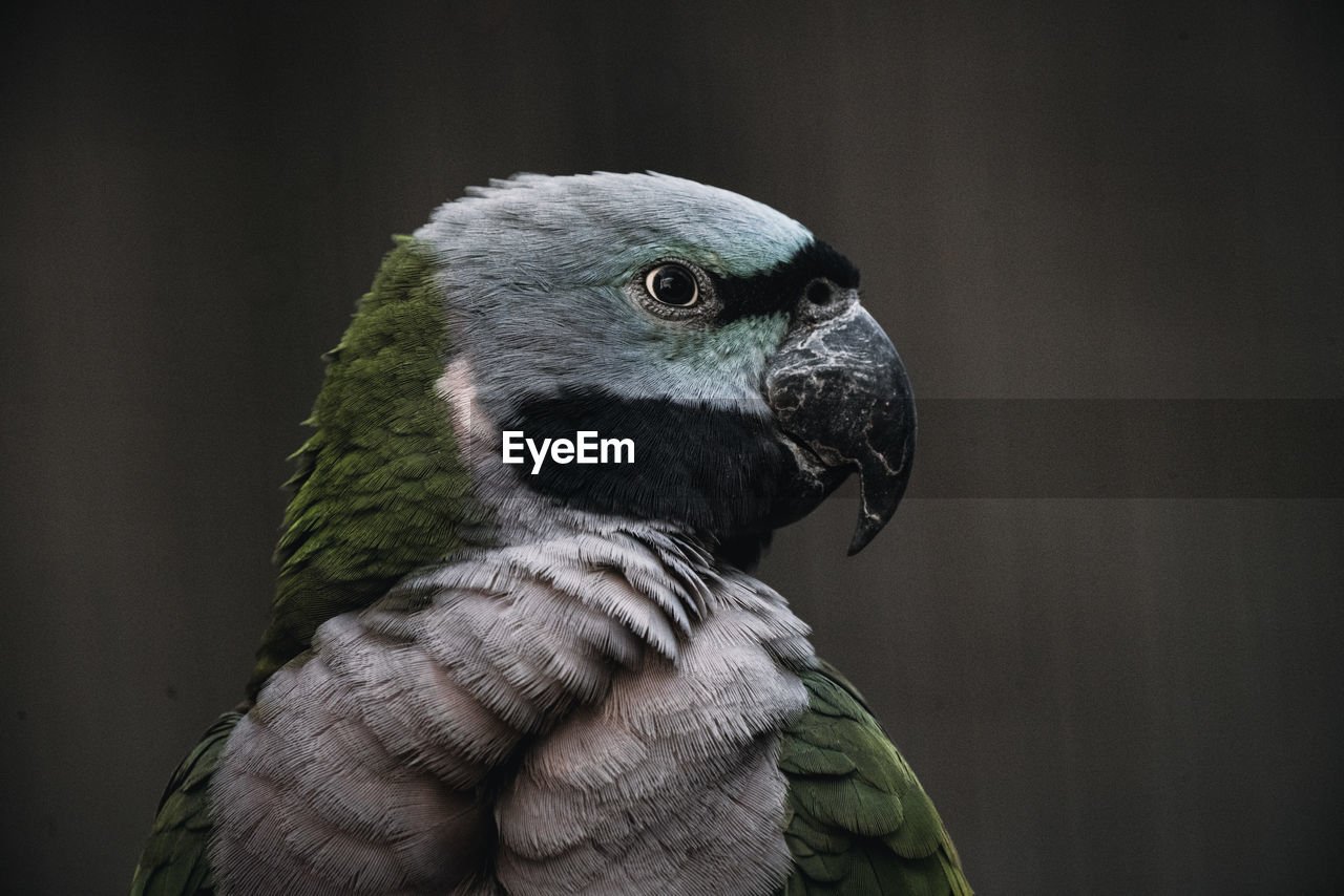 Close-up of a bird looking away