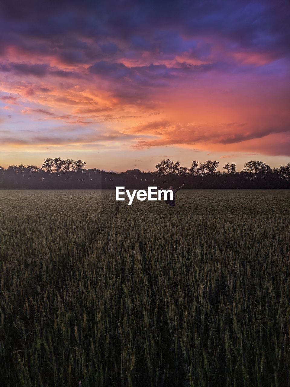 Scenic view of agricultural field against sky during sunset