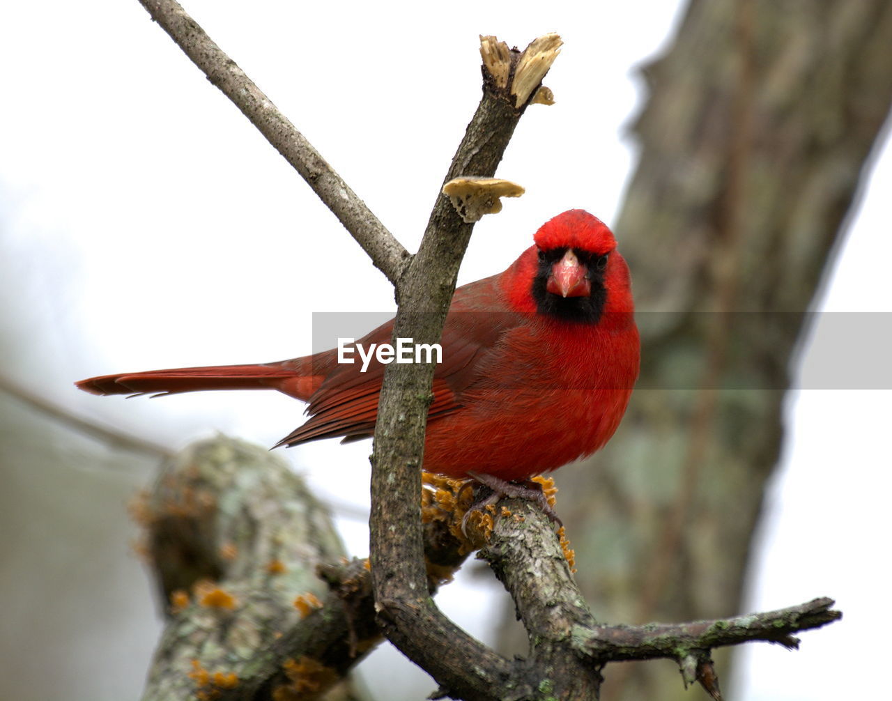 Low angle view of bird perching on tree