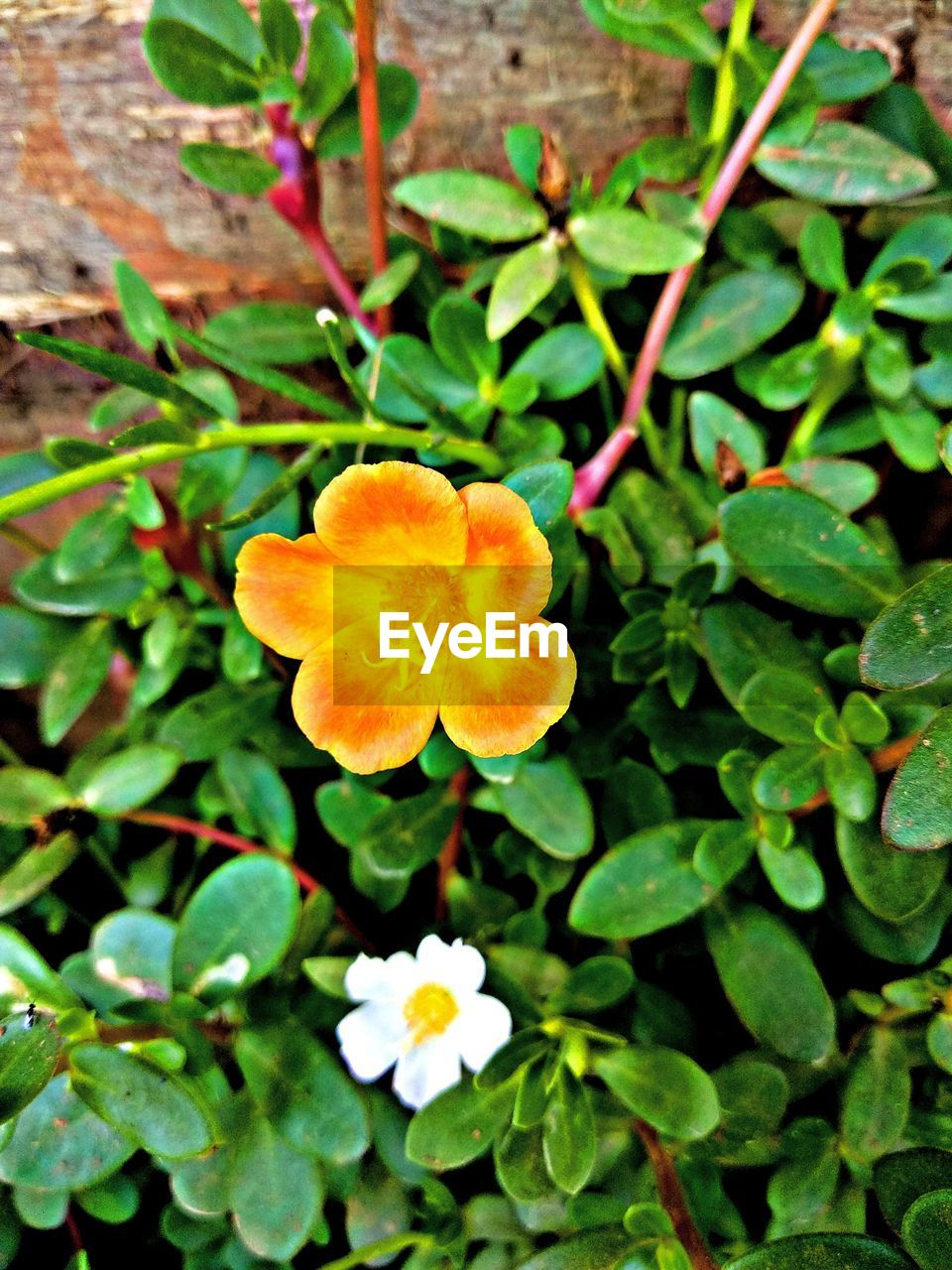 CLOSE-UP OF YELLOW FLOWERING PLANTS