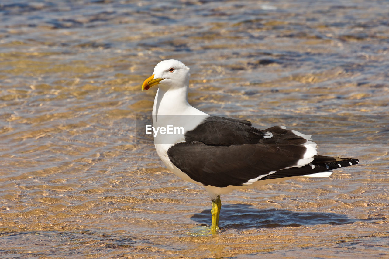 SEAGULL ON A LAKE