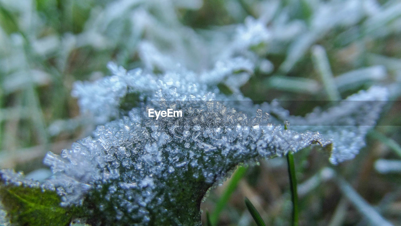 CLOSE UP OF SNOW