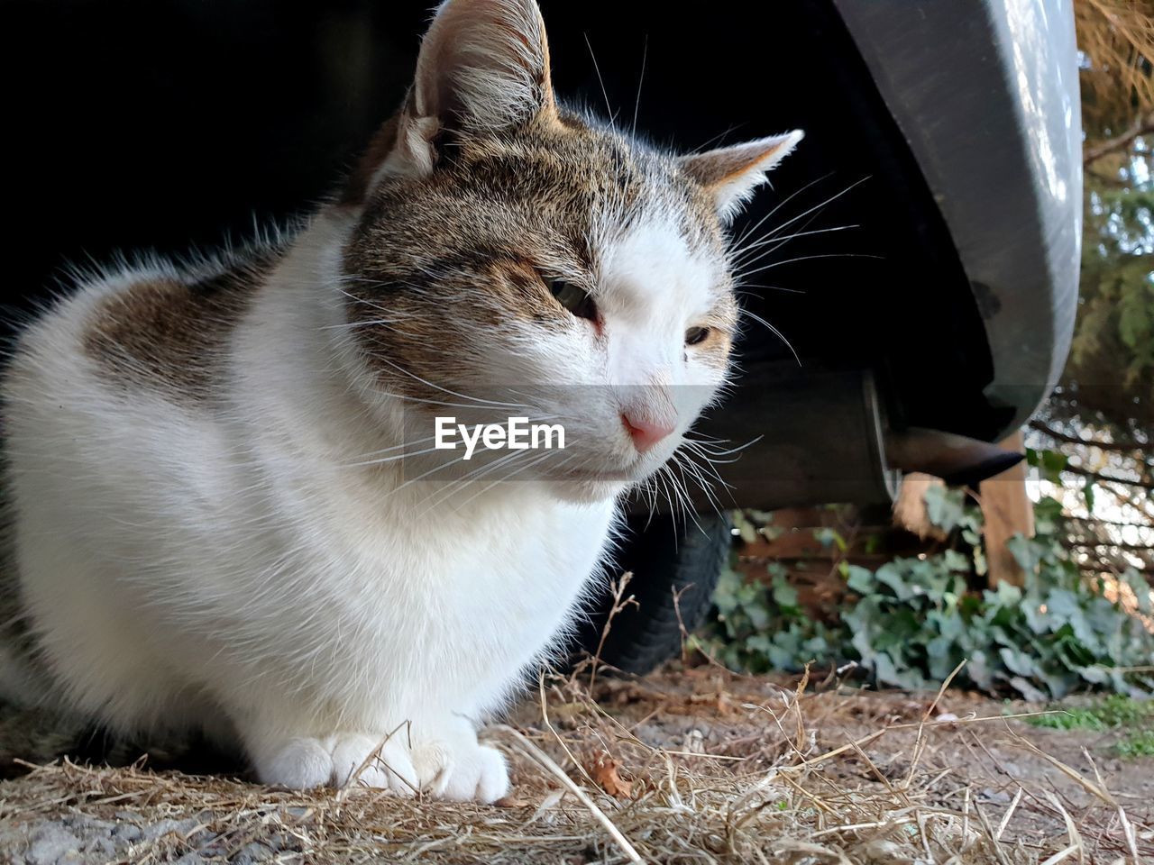 CLOSE-UP OF A CAT