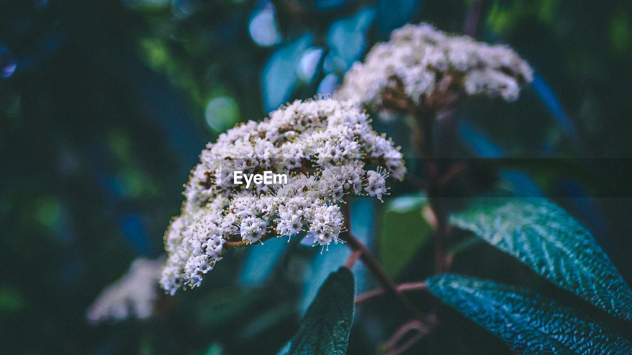 CLOSE-UP OF BLUE FLOWERING PLANT