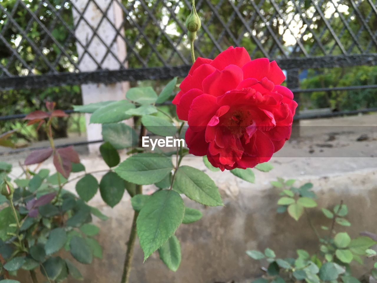 Close-up of red flower blooming outdoors