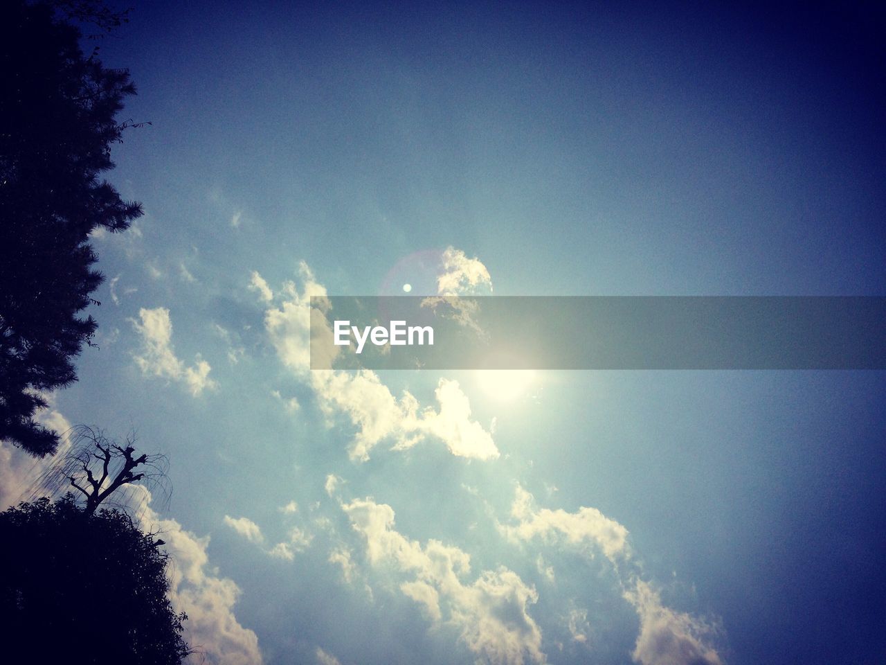 LOW ANGLE VIEW OF TREES AGAINST SKY