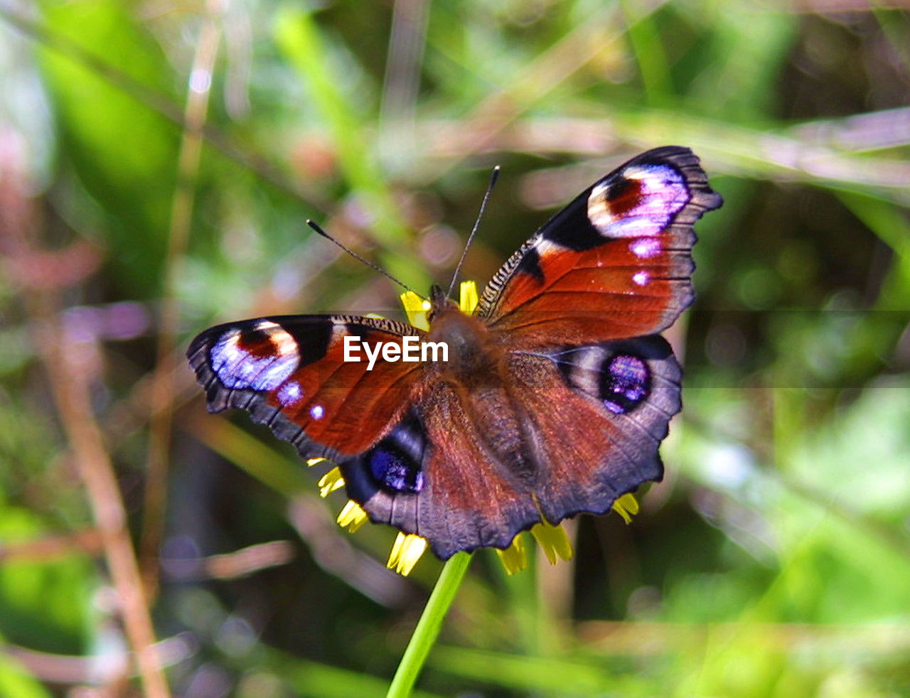 BUTTERFLY PERCHING ON PLANT