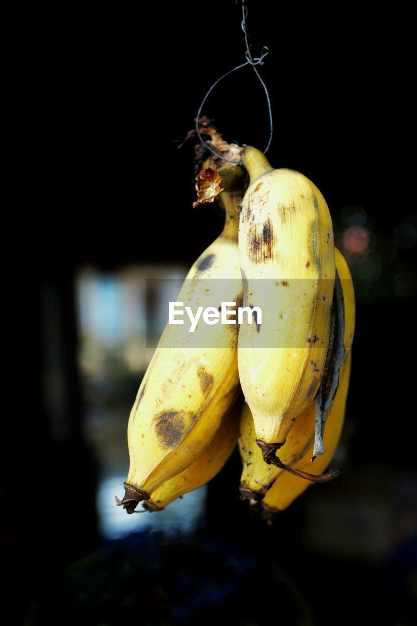 CLOSE-UP OF YELLOW FRUIT HANGING