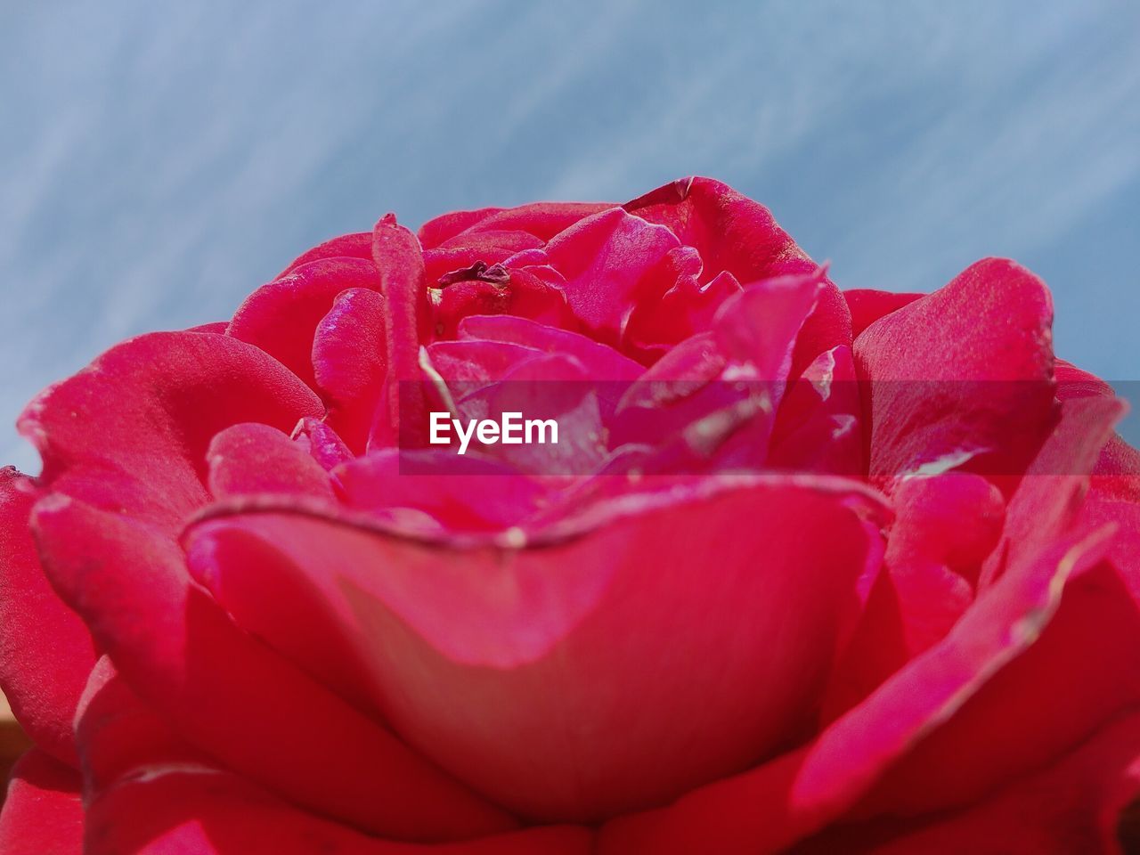 CLOSE-UP OF RED ROSES AGAINST SKY