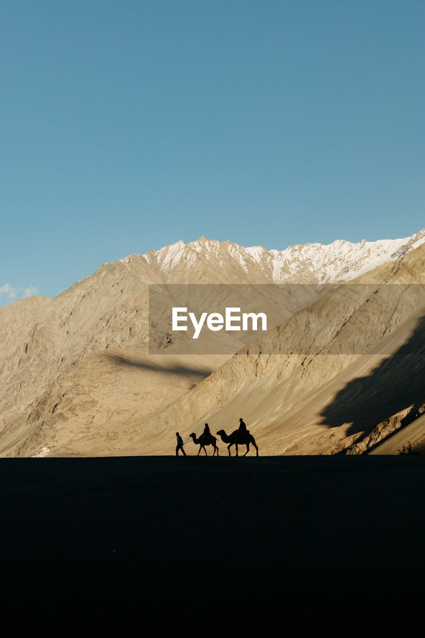 Camel ride silhouettes against snow capped mountains in nubra valley, ladakh, india.