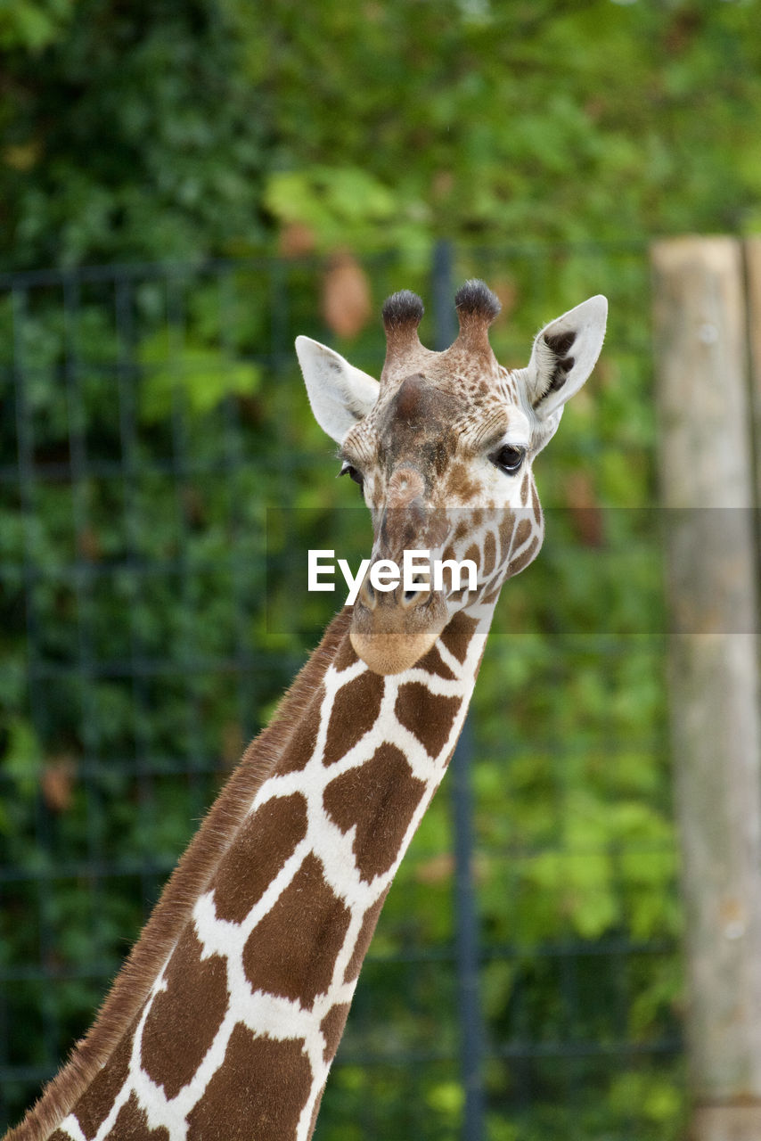 PORTRAIT OF GIRAFFE IN FOREST