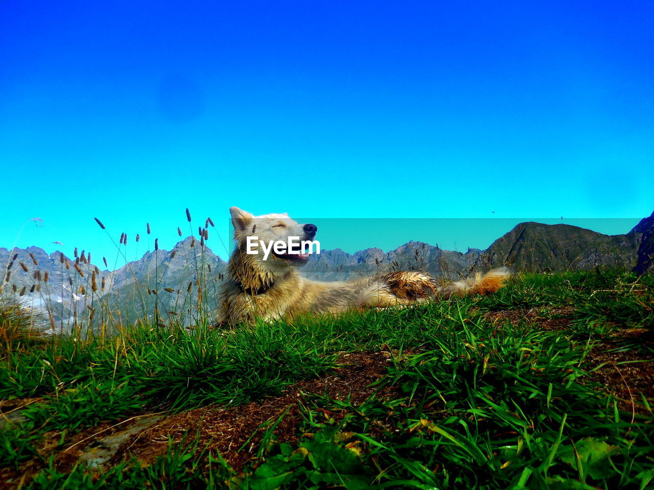 DOG ON FIELD AGAINST MOUNTAIN