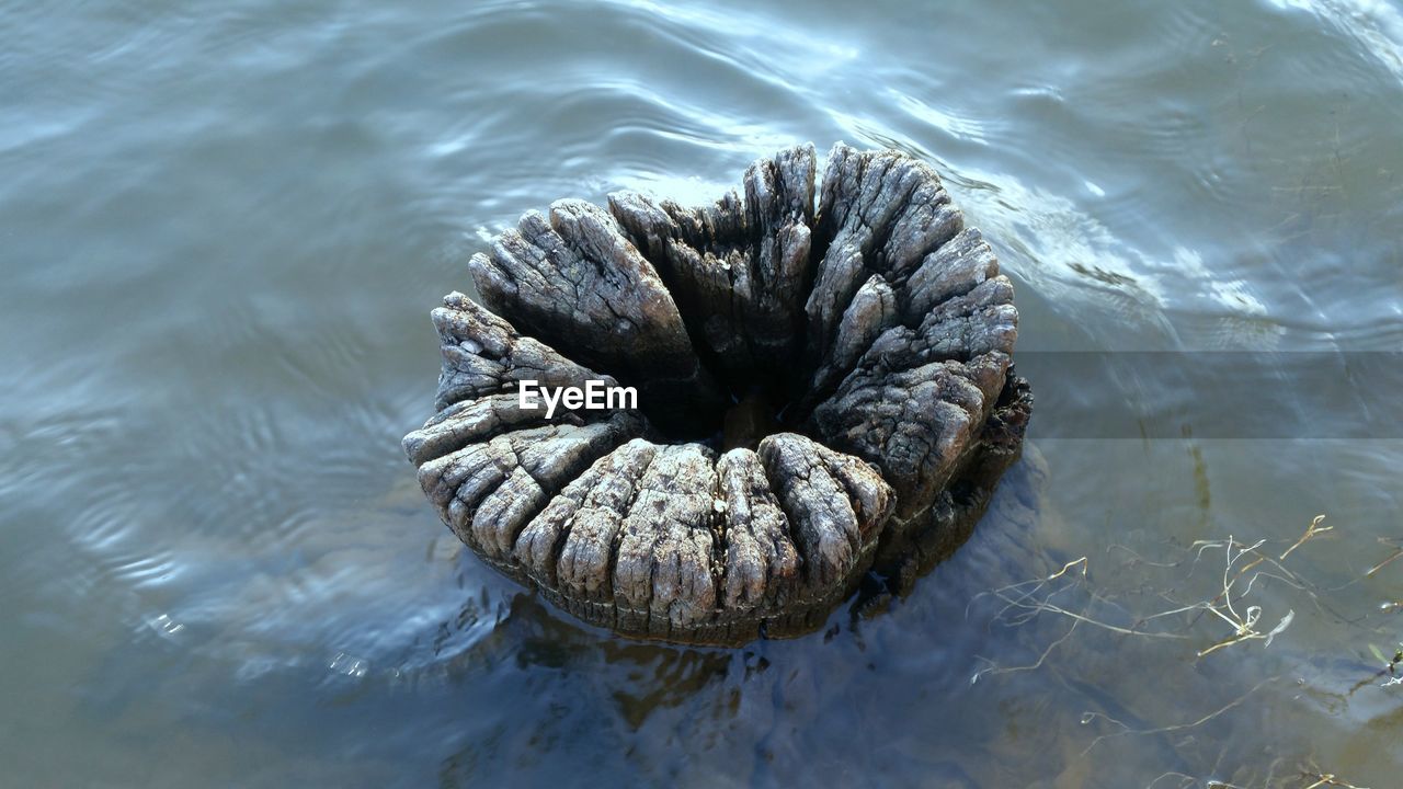 High angle view of tree stump in lake