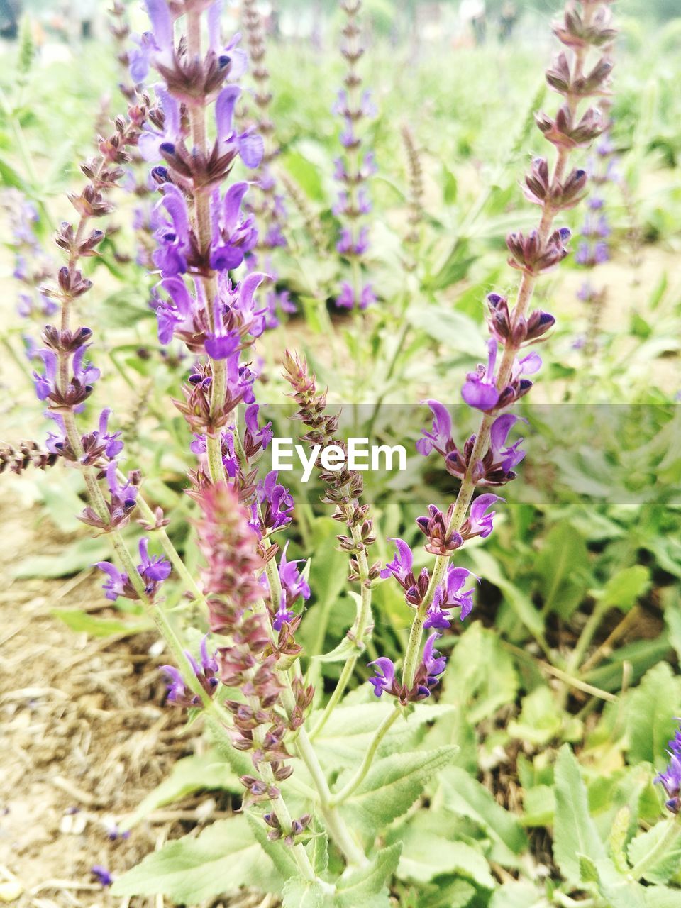 CLOSE-UP OF PURPLE FLOWERING PLANTS