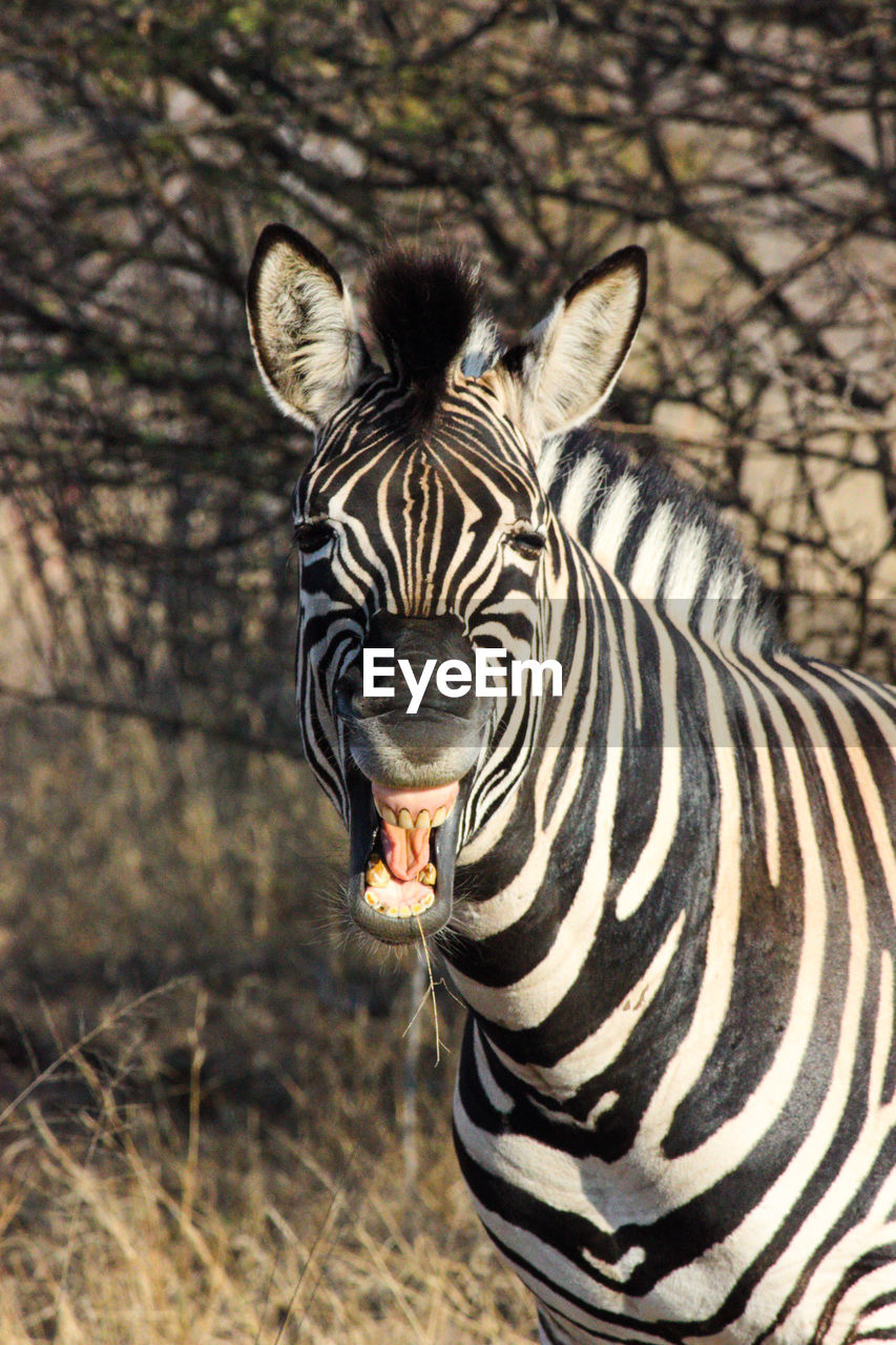 Expressive african plains zebra equus quagga