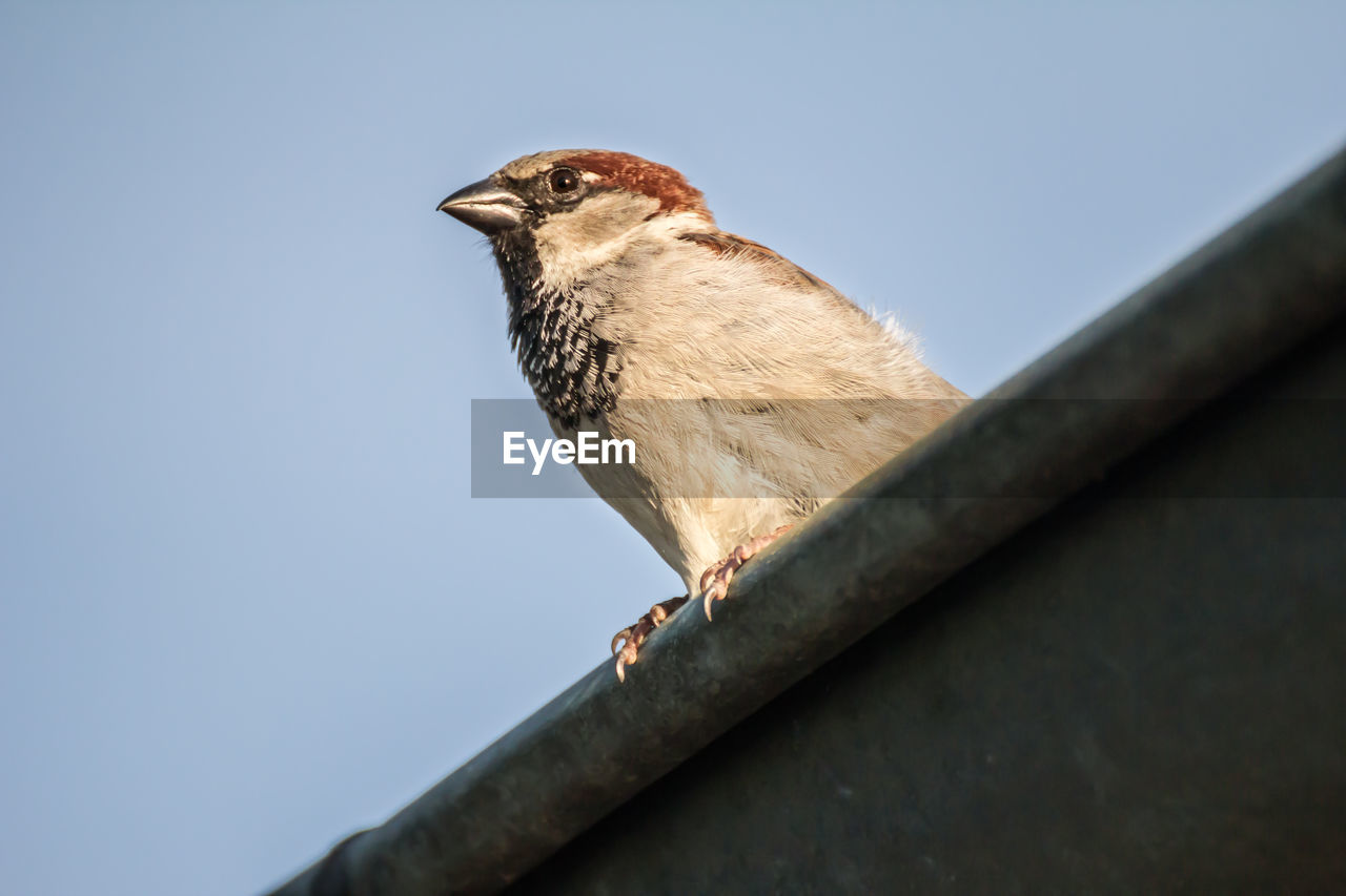 LOW ANGLE VIEW OF BIRD PERCHING ON A TREE