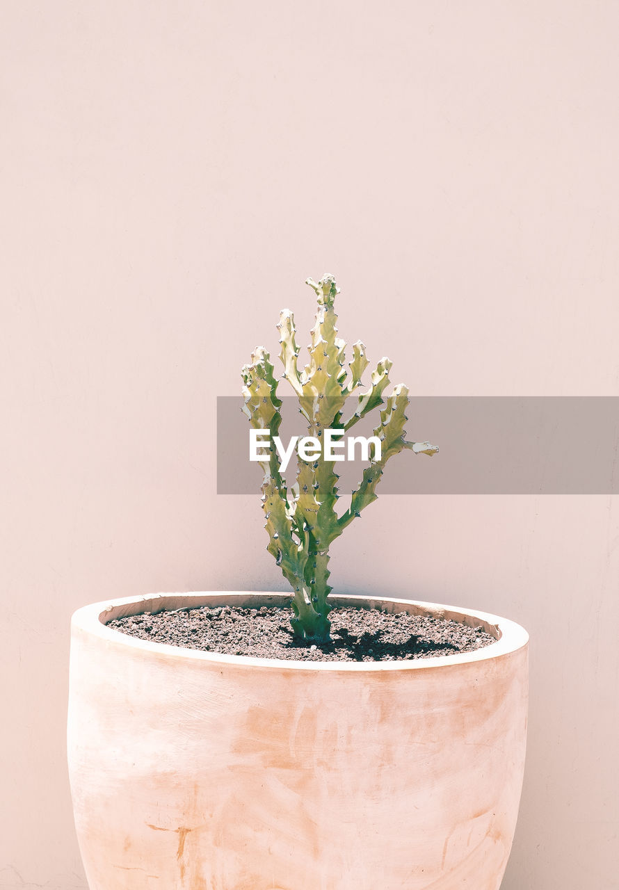 Cacti in pots outdoors. minimal floral botanical aesthetic wallpaper. beige colours trends. 