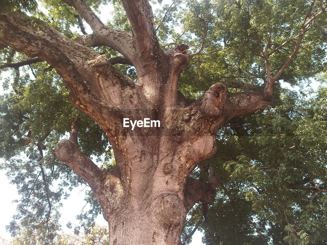 LOW ANGLE VIEW OF TREE