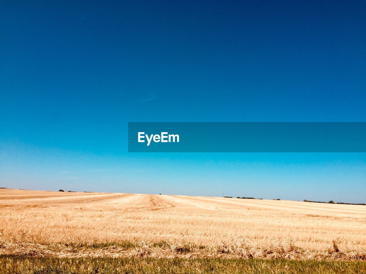 Scenic view of field against clear blue sky