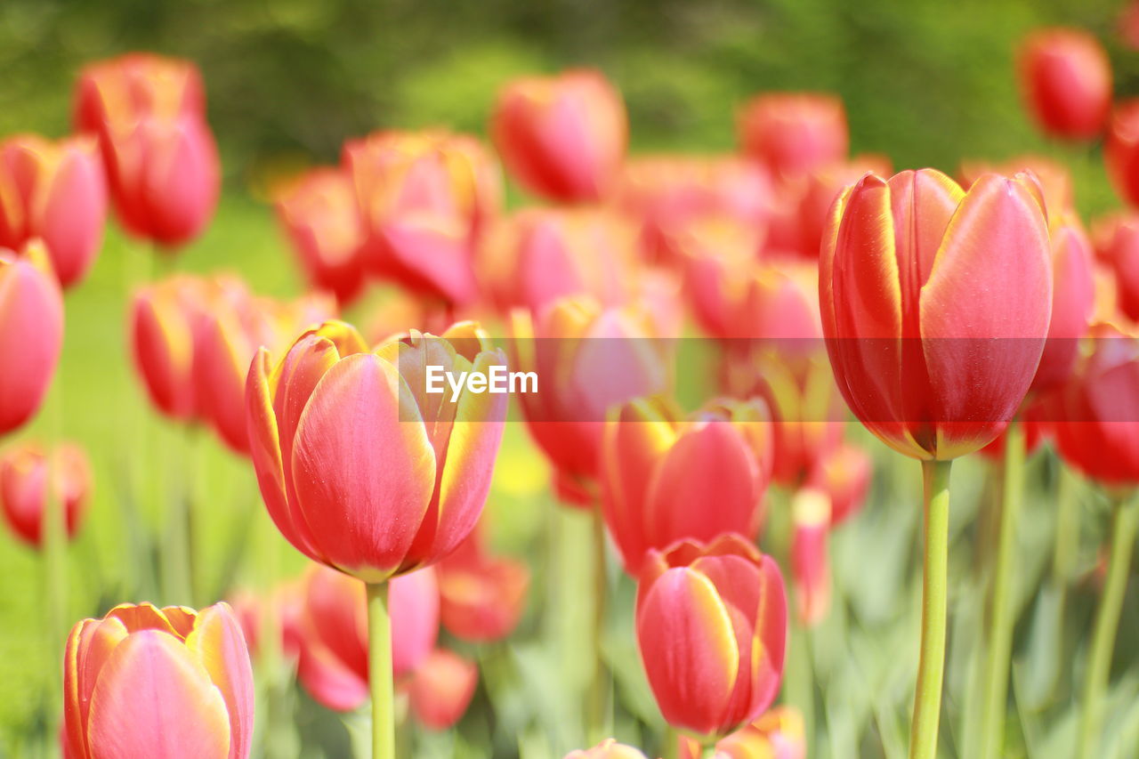 plant, flower, flowering plant, beauty in nature, freshness, tulip, nature, close-up, pink, springtime, petal, flower head, red, growth, inflorescence, flowerbed, no people, sunlight, fragility, ornamental garden, summer, multi colored, focus on foreground, field, vibrant color, outdoors, landscape, green, land, garden, blossom, leaf, plant part, grass, front or back yard, selective focus, environment, day, yellow, plant stem, plant bulb, backgrounds