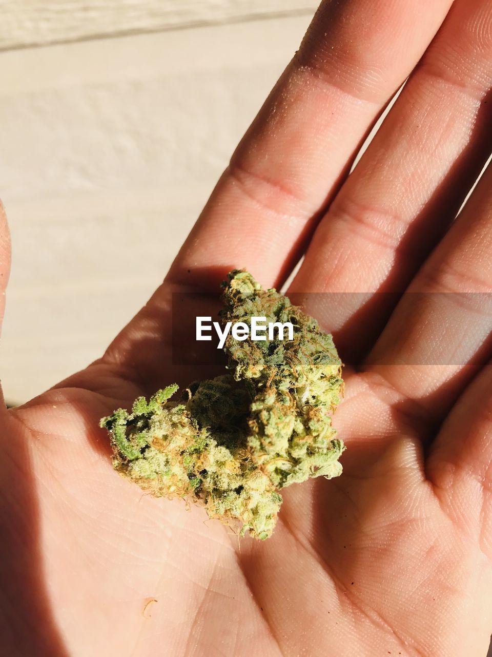 Close-up of cropped hand holding marijuana