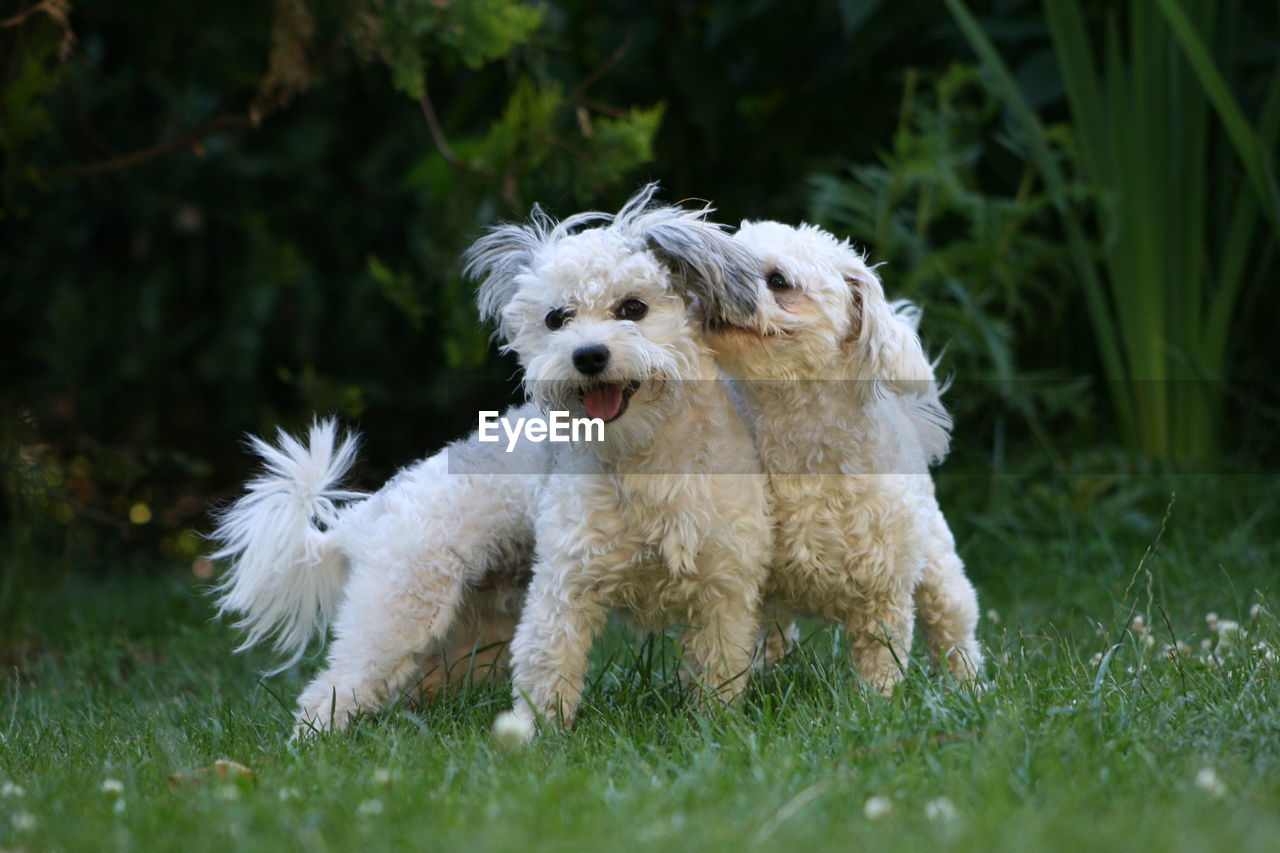 Portrait of white dog on field