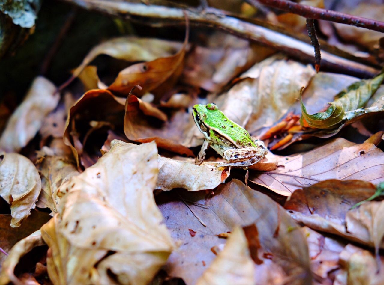 CLOSE-UP OF INSECT ON LEAF