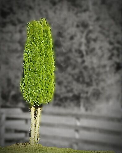 CLOSE-UP OF PLANT GROWING ON TREE