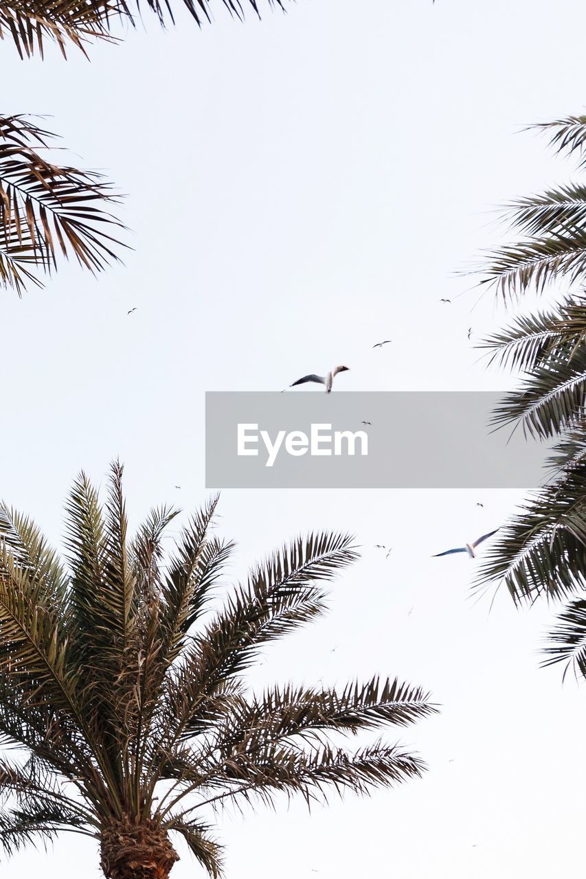 LOW ANGLE VIEW OF BIRD FLYING IN SKY