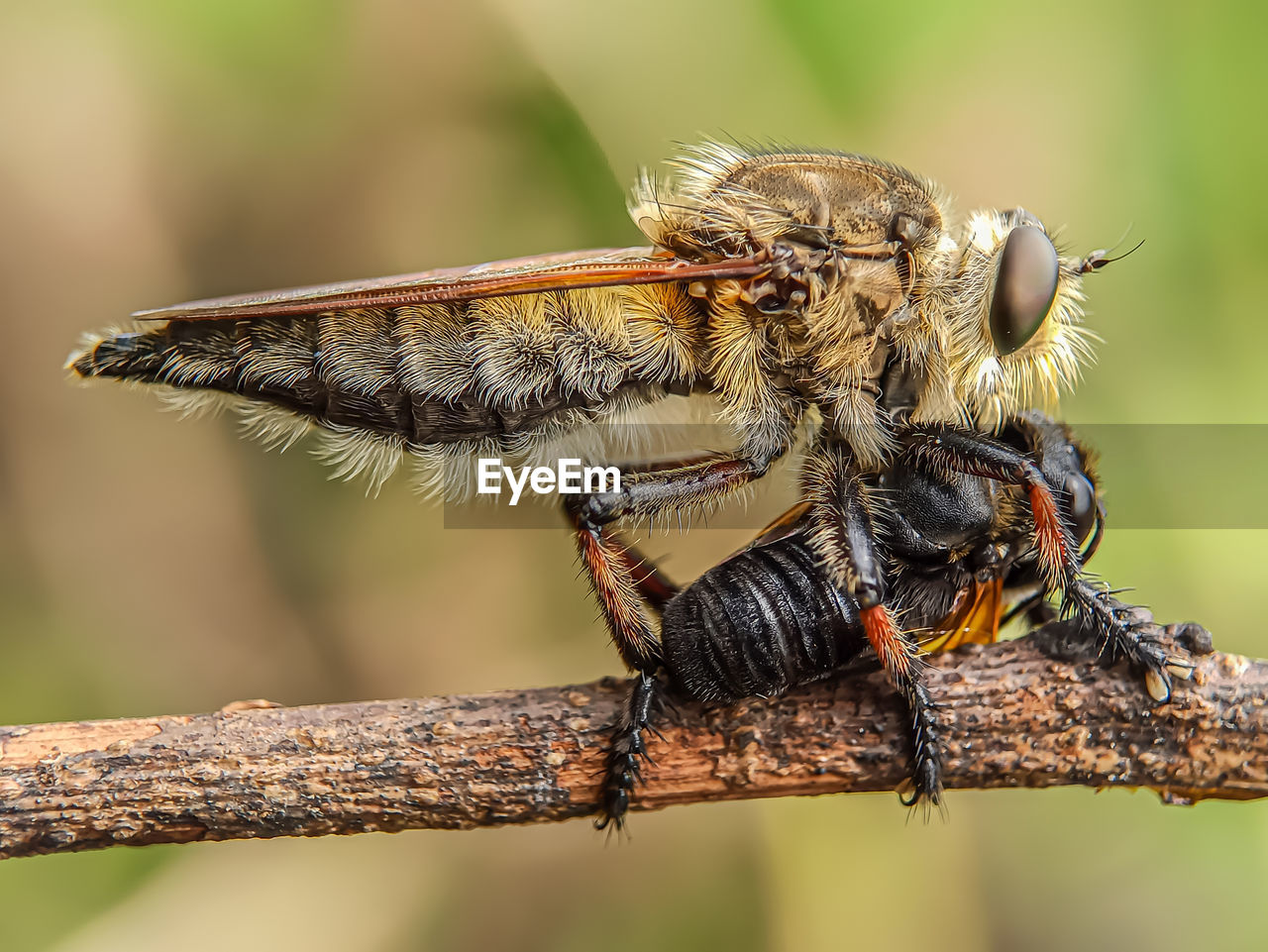 Close-up of insect on twig