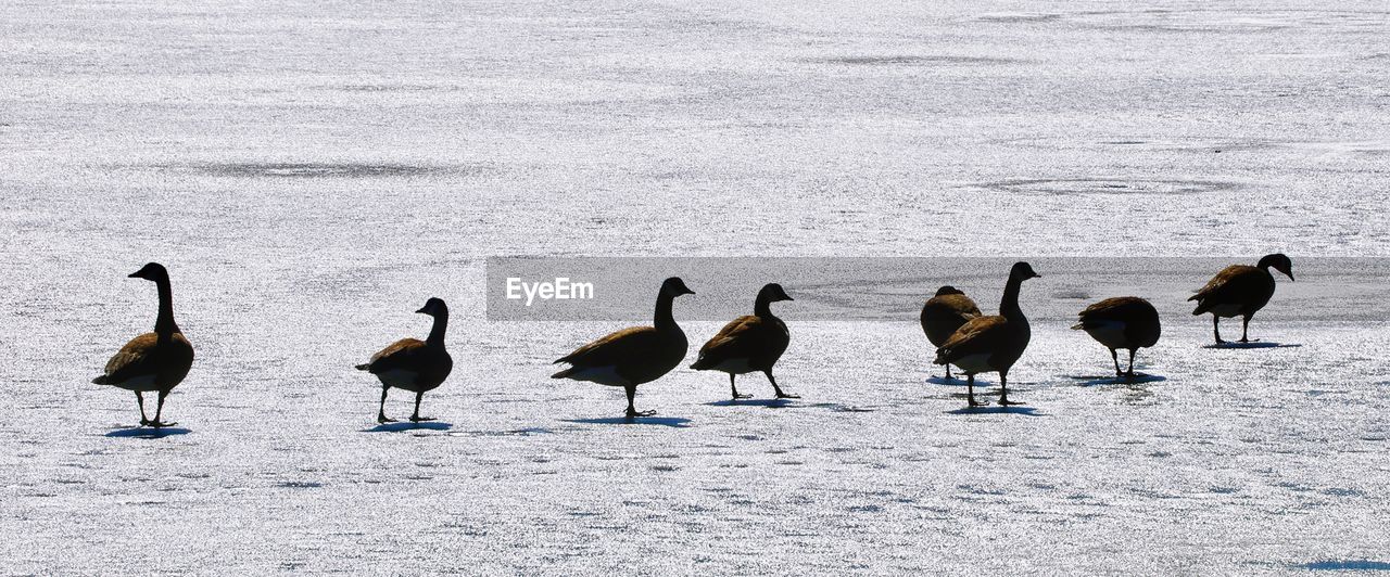 Birds walking on snow during winter