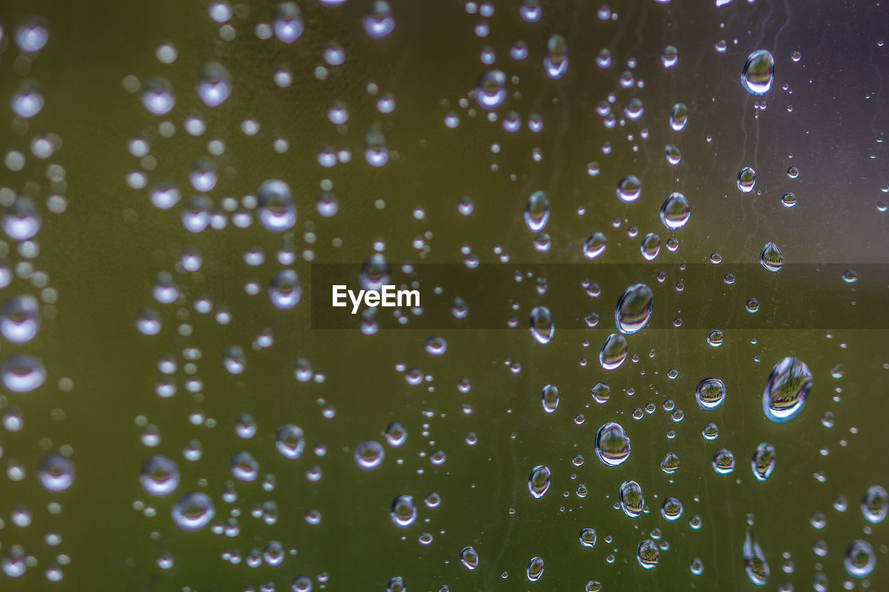 CLOSE-UP OF WATER DROPS ON LEAVES