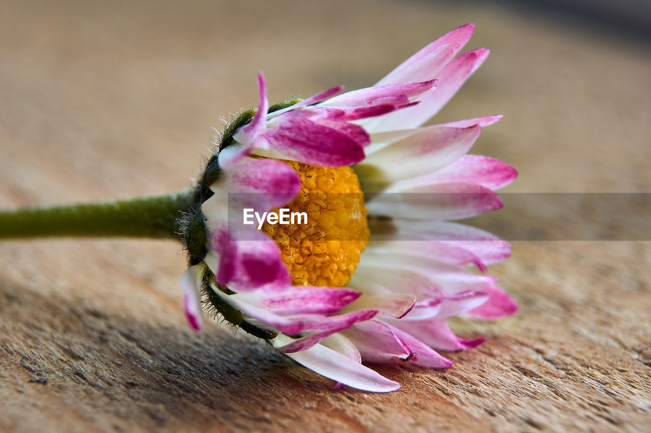 CLOSE-UP OF PINK FLOWERING PLANT ON TABLE