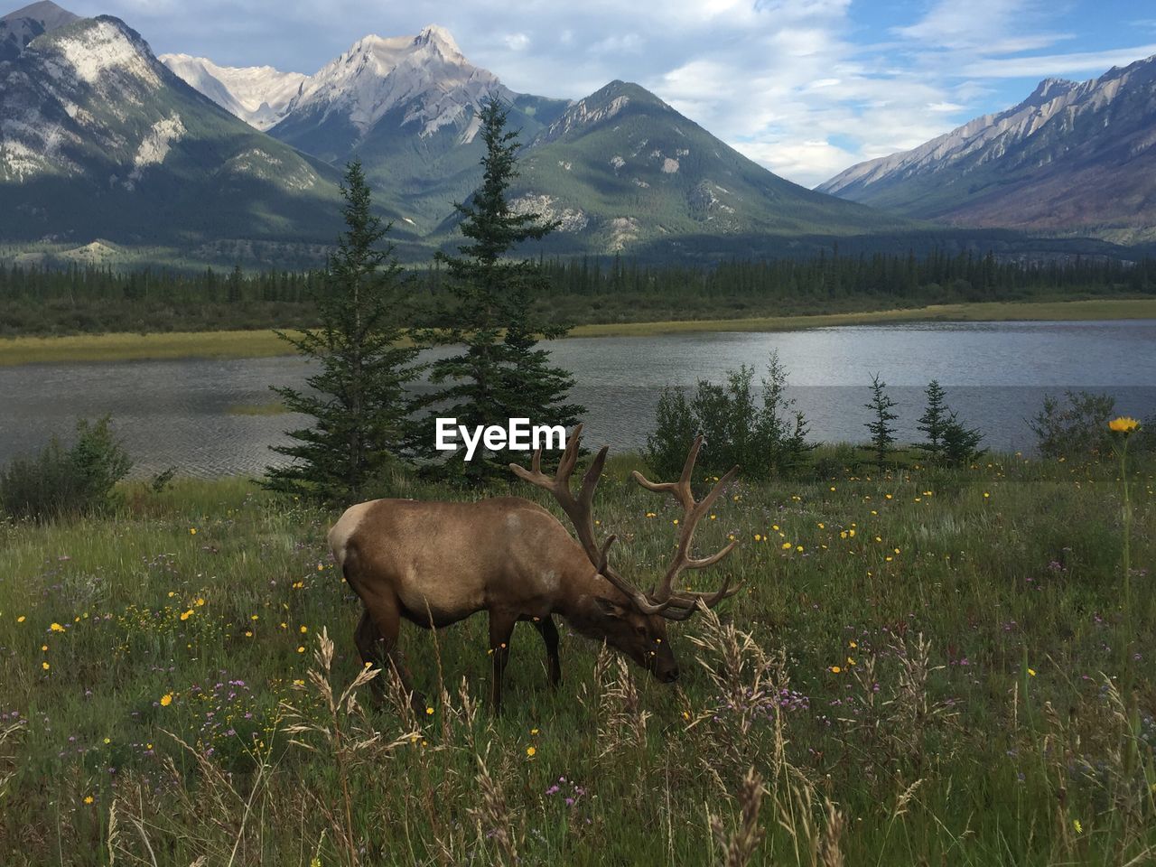 Elk grazing on grassy field by river against mountains