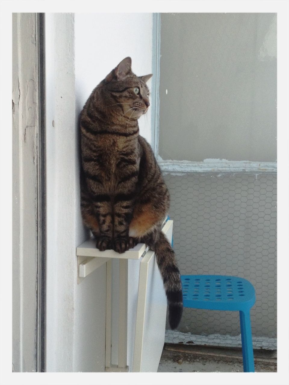 Close-up of a cat looking away