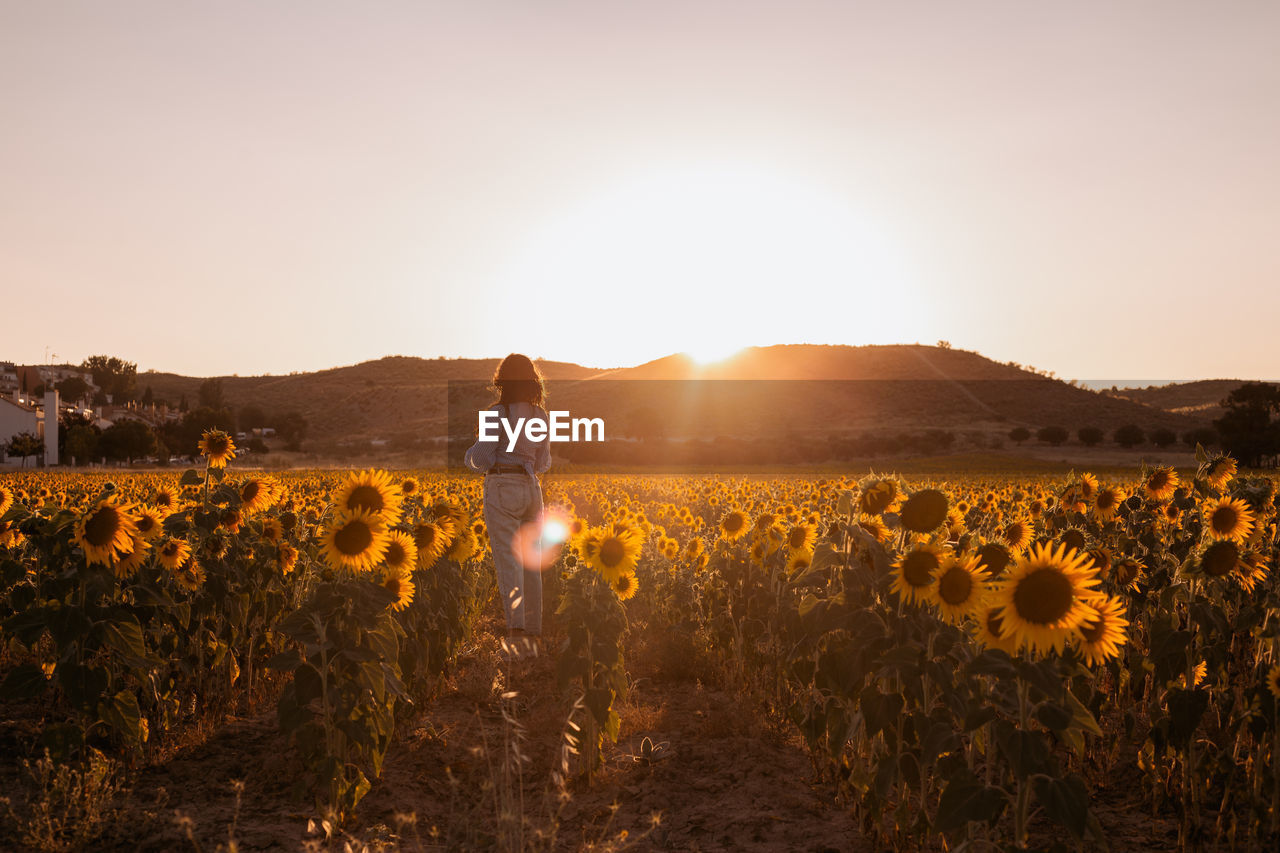 Woman standing by blooming flowers against clear sky during sunset