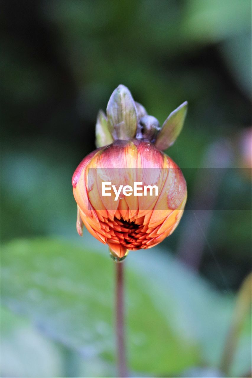 Close-up of red rose flower bud