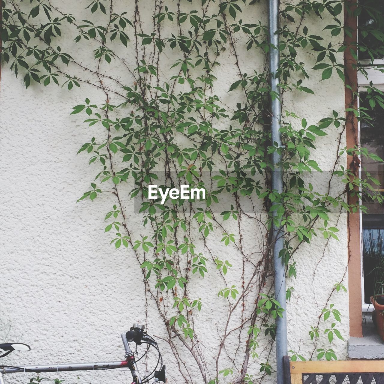 Non-flowering vines on an outdoor white wall