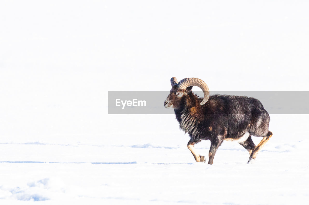 SIDE VIEW OF AN ANIMAL ON SNOW COVERED FIELD