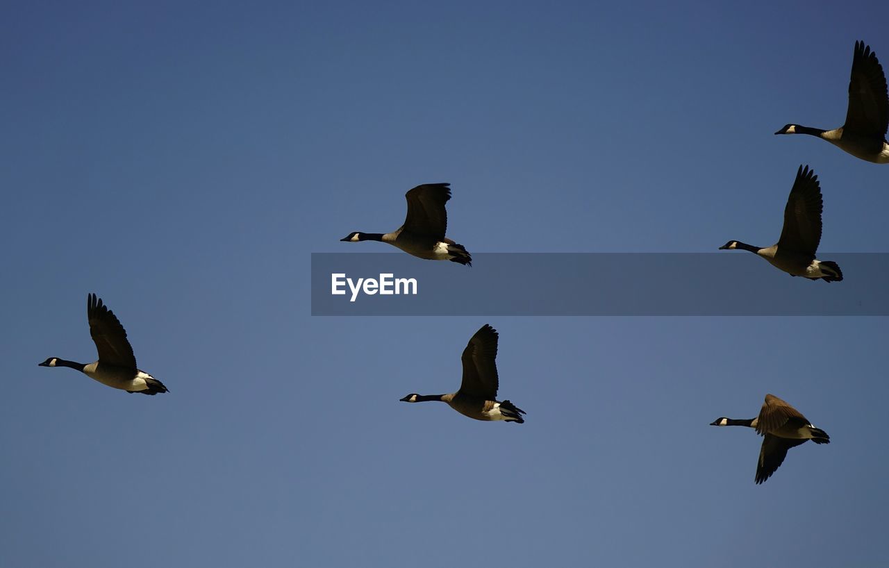 Low angle view of geese flying against clear sky