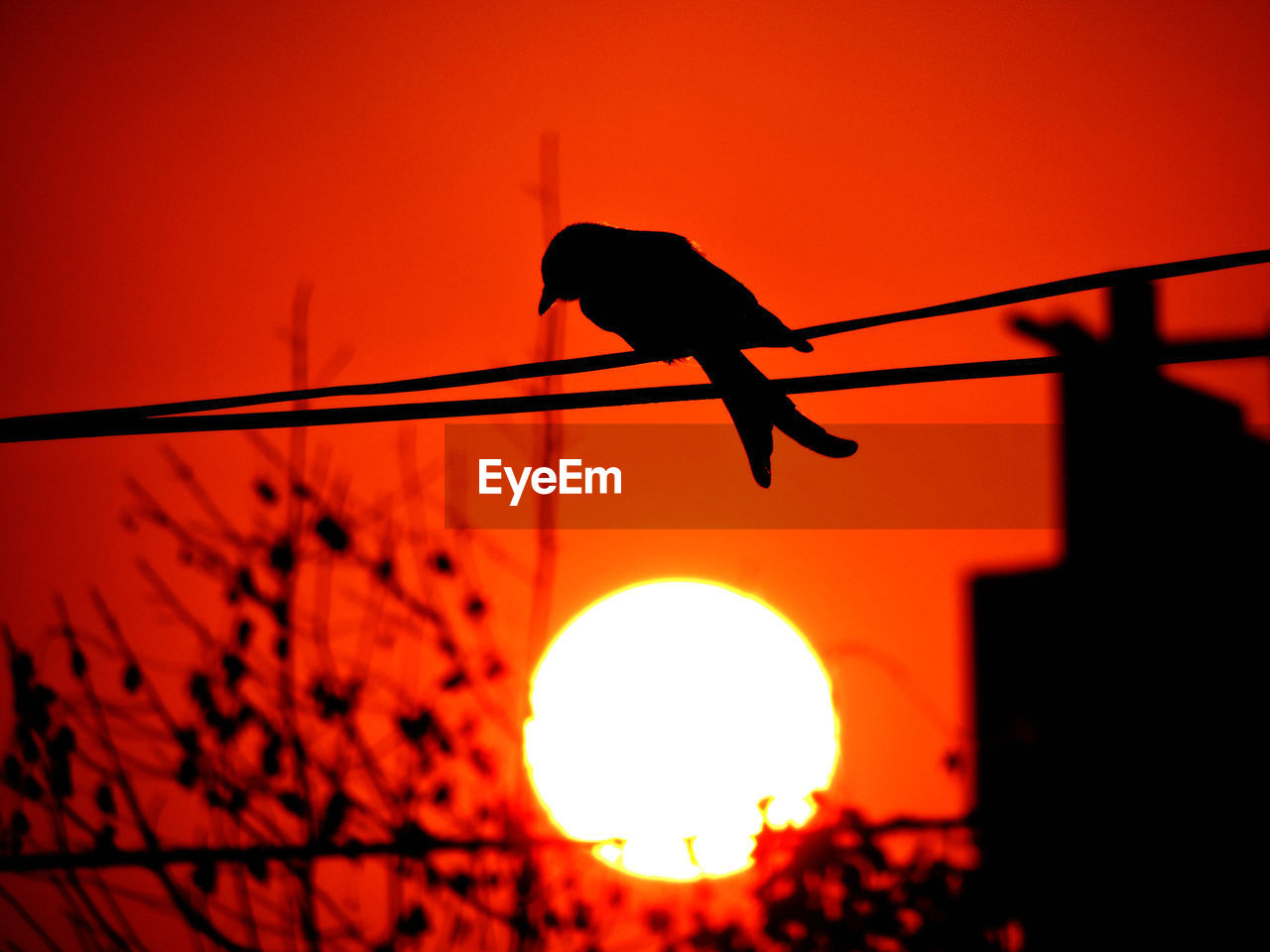 LOW ANGLE VIEW OF BIRD PERCHING ON SILHOUETTE TREE DURING SUNSET