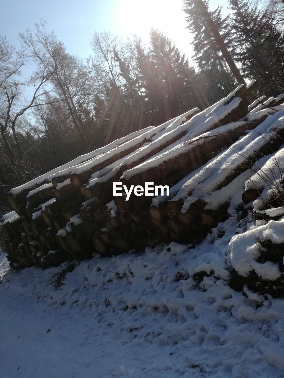 SNOW COVERED TREES IN WINTER