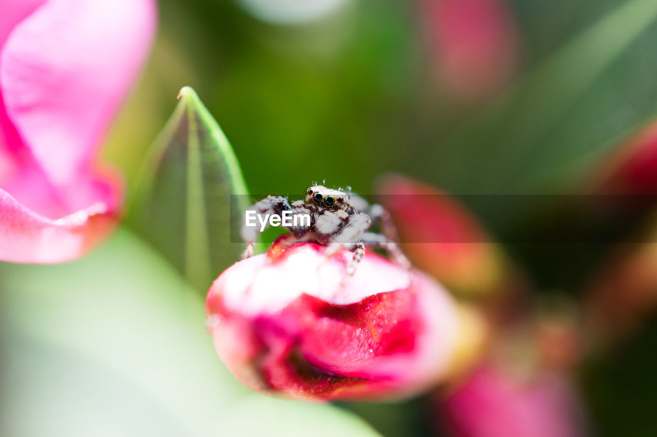 CLOSE-UP OF LADYBUG ON PLANT