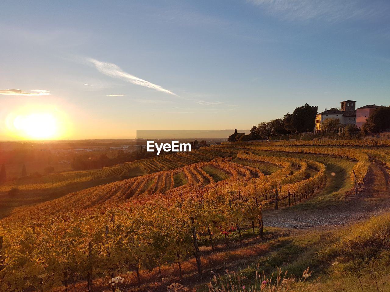 Scenic view of sunset at vineyard against sky