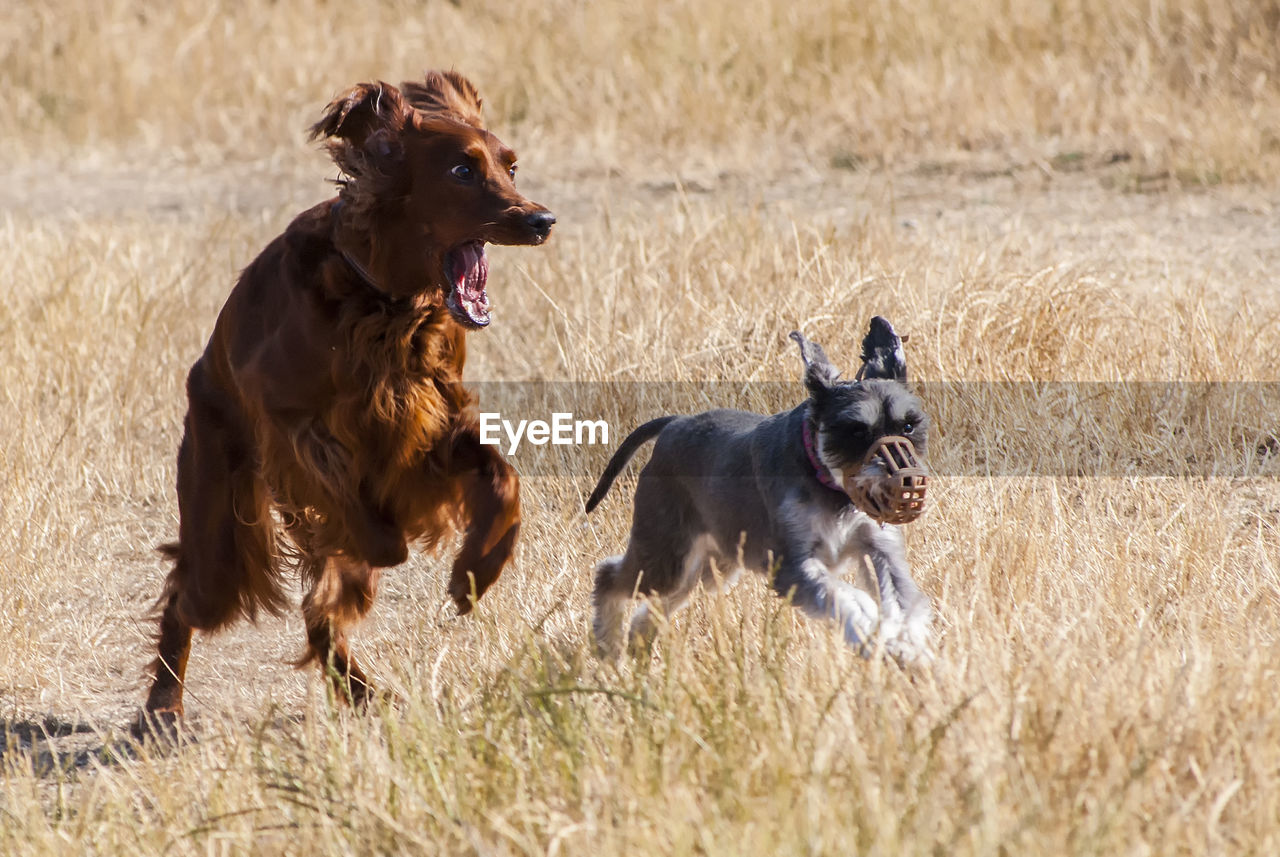 TWO DOGS RUNNING ON FIELD