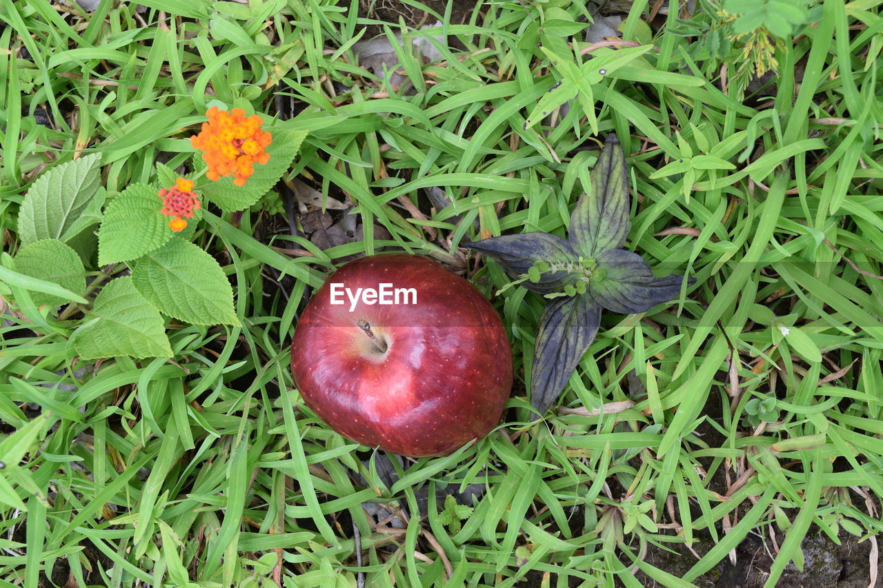 HIGH ANGLE VIEW OF APPLE ON GRASS IN FIELD
