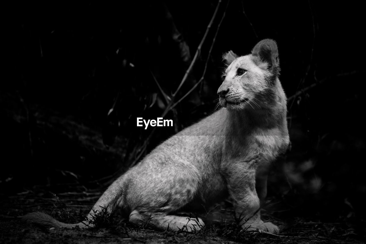 Lion cubs black and white